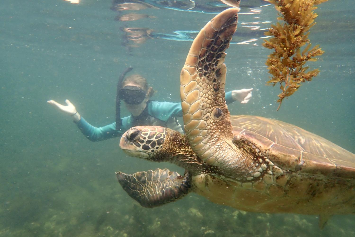 一名<a href='http://e1o.litpliant.net'>全球十大赌钱排行app</a>学生在Galápagos群岛游学途中与一只巨龟游泳.